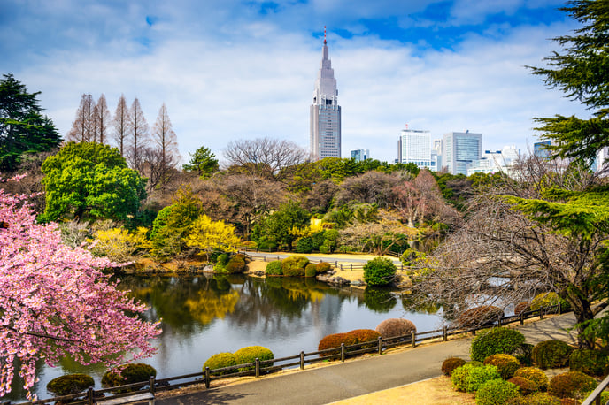 Shinjuku Gyoen Park, Tokyo, Japan in the spring cherry blossom season.